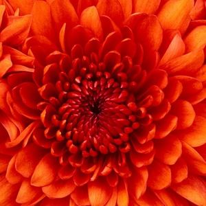 Meet your Posher, Ali